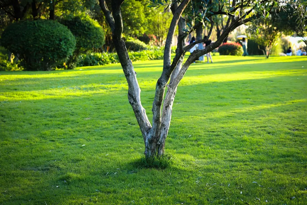Which Turf Is Best For My Lawn?