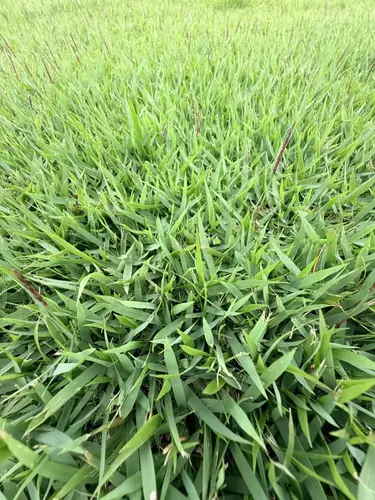 Empire Zoysia
