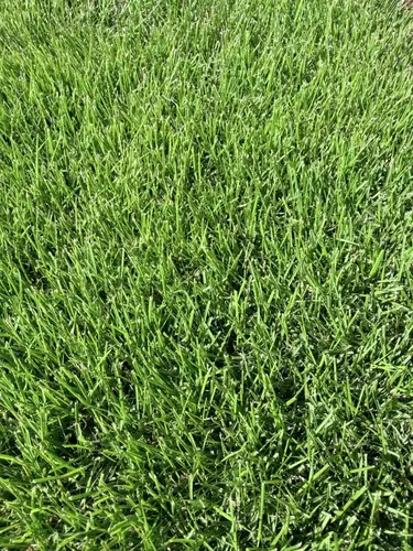 Augusta Zoysia