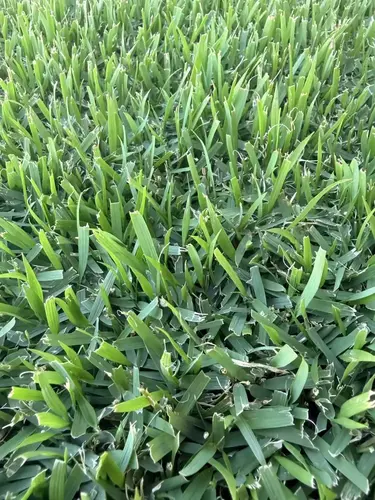 Nara Native Zoysia
