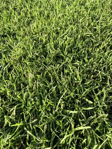 Iron Cutter (Hybrid Bermuda)